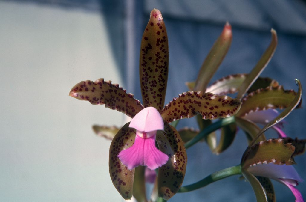 Cattleya guttata 'Gamble's', August 1963, roll 196308H slide 14