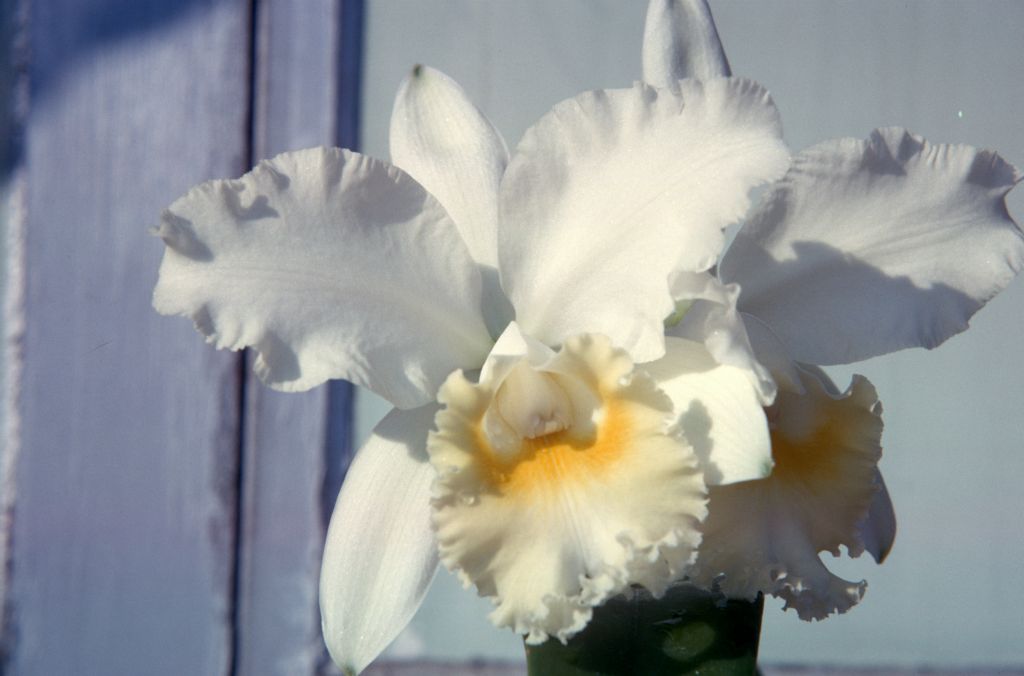 Cattleya Memoria Clark Day Sr., August 1963, roll 196308H slide 15