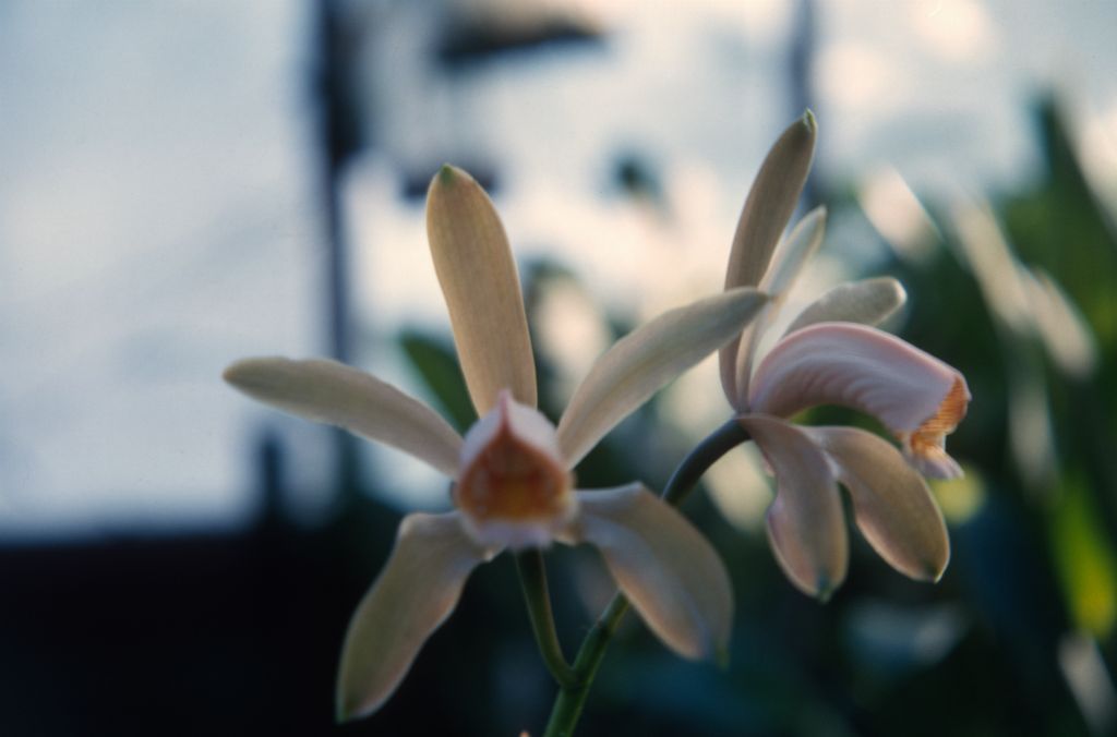 Cattleya forbesii, August 1963, roll 196308H slide 18