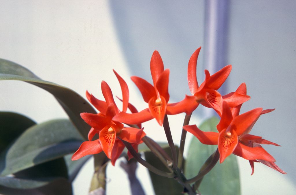 Cattleya aurantiaca 'Ferg', August 1963, roll 196308H slide 1
