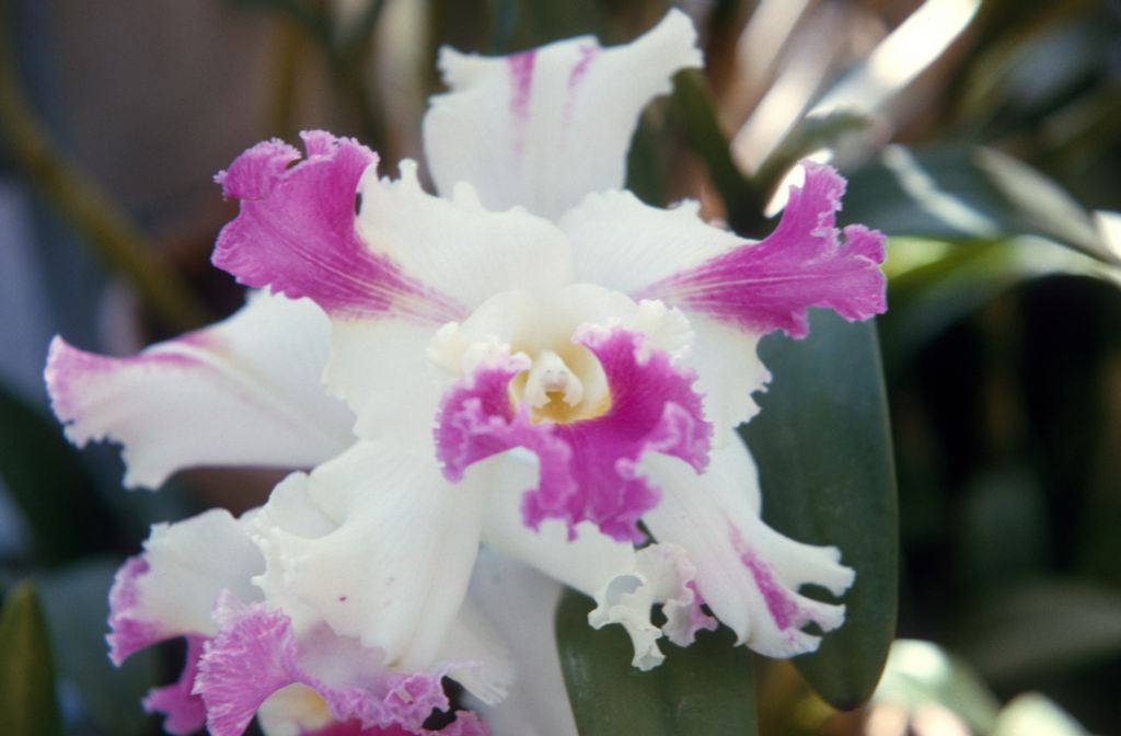 Cattleya intermedia aquinii, May 1964, roll 196405H slide 9