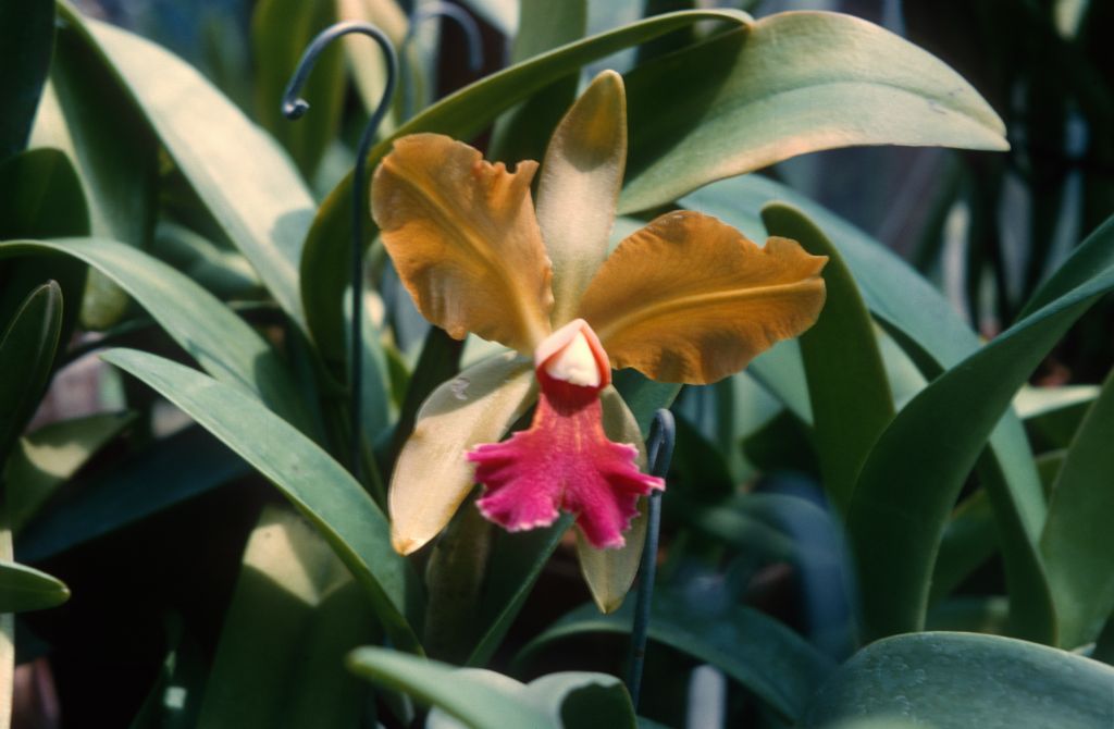 Cattleya hybrid, unknown, possibly Lc. Mardi Gras, August 1964, roll 196408H slide 16