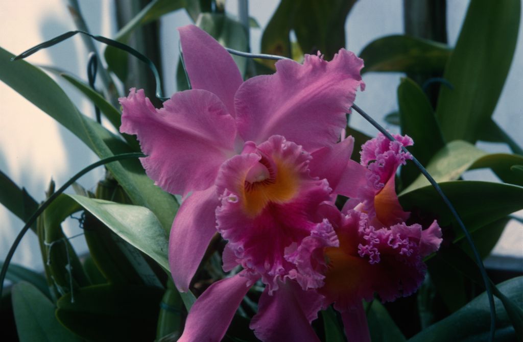Cattleya hybrid, unknown, August 1964, roll 196408H slide 17