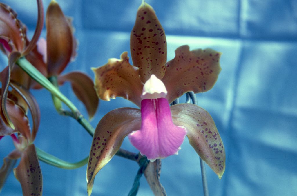 Cattleya bicolor 'Freckles', February 1965, roll 196502H slide 9
