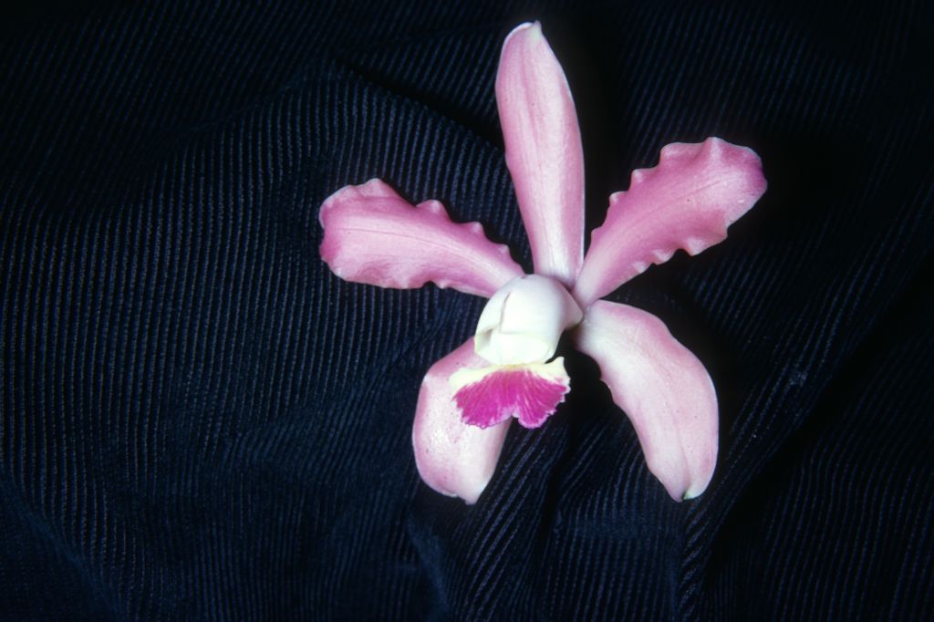 Cattleya x patrocinii, September 1965, roll 196509H slide 12
