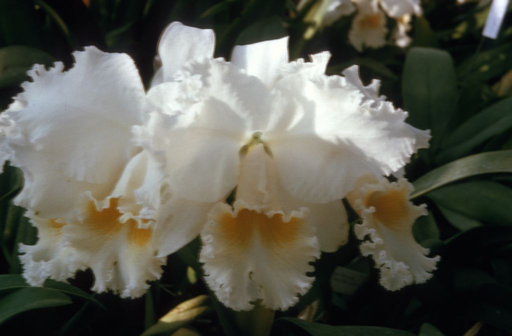 Cattleya Joyce Hannington 'Sharp Park' FCC, January 1966, award not identified, unless it is derived from the FCC/AOS award for an unnamed cultivar of Joyce Hannington exhibited by Mrs. Helen P. Dane at the AOS Board of Trustees meeting at H. Patterson & Sons, Bergenfield, NJ December 10 1947, roll 196601H6 slide 6.  The cultivar name 'Sharp Peak' was used by Vallemar Gardens, then located in Sharp Park, a fragment of San Francisco that is now part of Pacifica, CA.