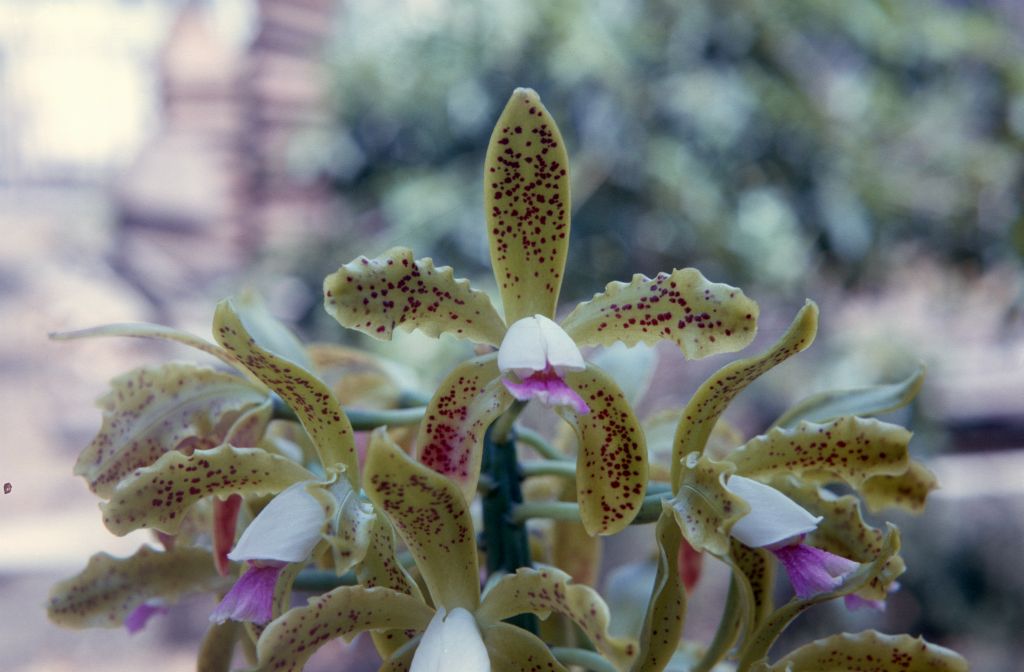 Cattleya guttata 'Green', August 1966, roll 196608H7 slide 14