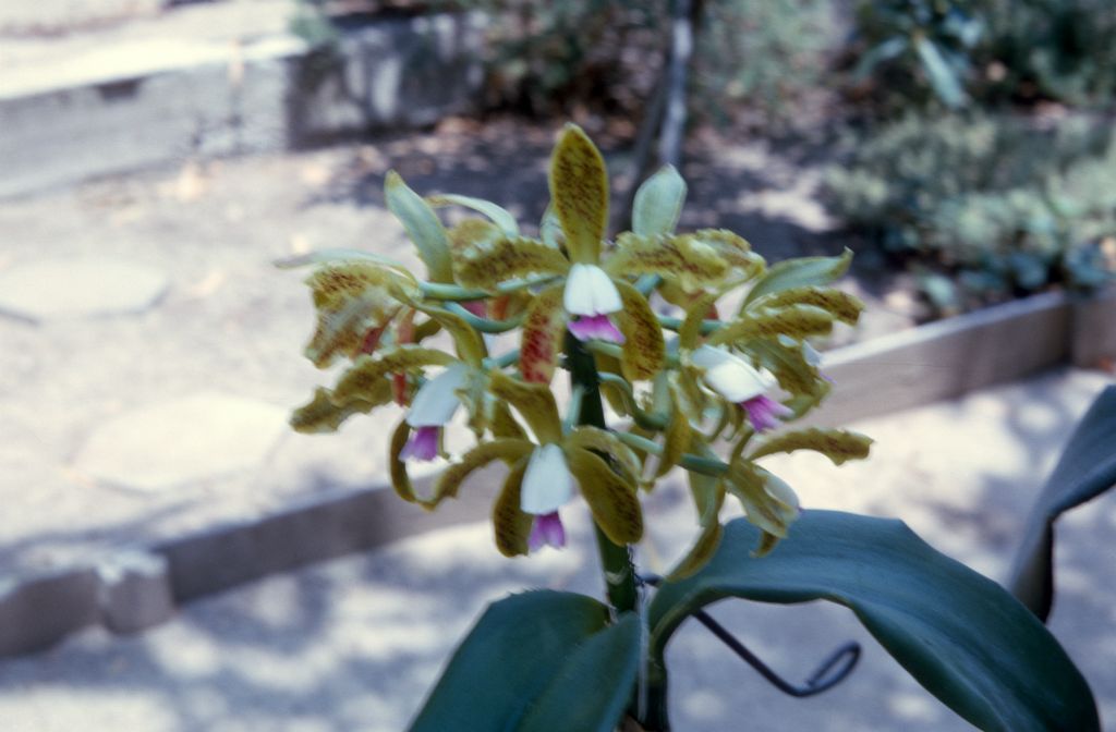 Cattleya guttata 'Green', August 1966, roll 196608H7 slide 15
