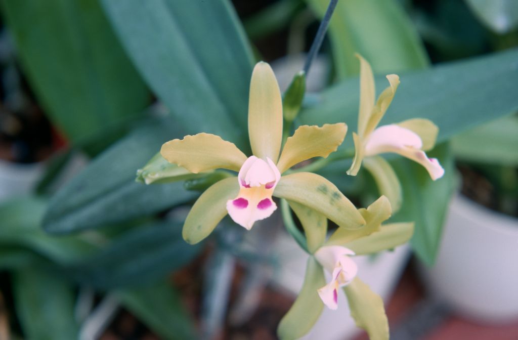 Cattleya Domino, incorrect name, no hybrid with a similar name looks like this, the flower resembles Cattleya iricolor, but the tepals are significantly wider, July 1967, roll 196707H7 slide 11