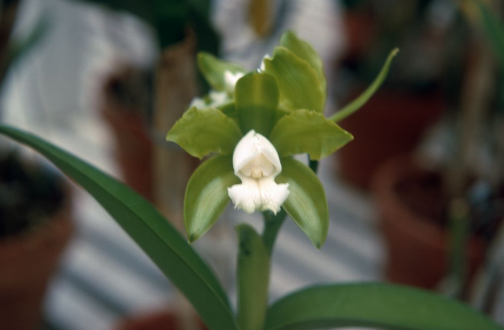 Cattleya guttata alba, July 1967, roll 196707H7 slide 7