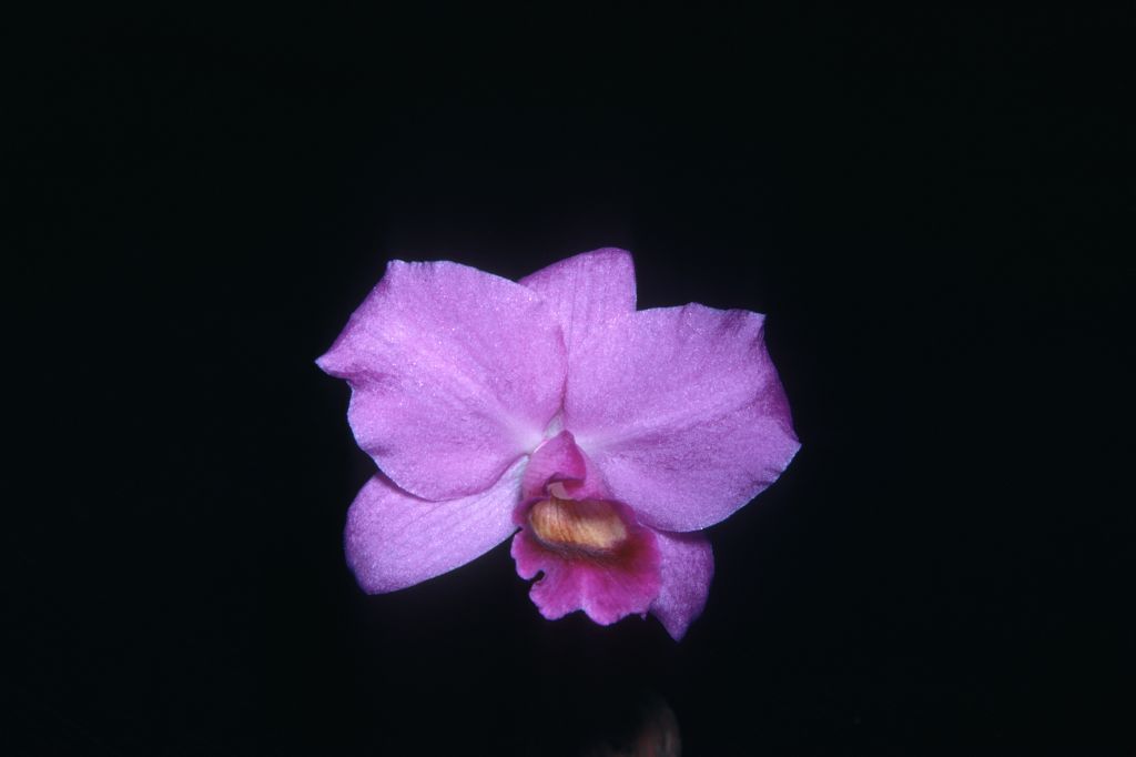 Cattleya bowringiana splendens, September 1967, roll 196709