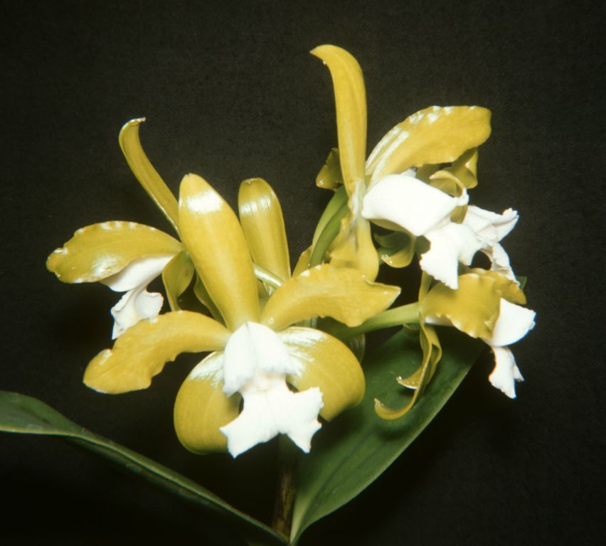 Cattleya leopoldii alba, July 1968, roll 196807H slide 12, 127 Superslide