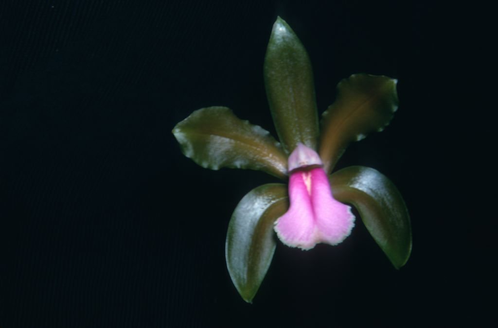 Cattleya bicolor W67B1 Itabira,Minas Gerais, Brazil, September 1968, roll 196809H2 slide 19.  The collector "W" has not been identified; presumably this plant was imported from Itrabira, Brazil in 1967.