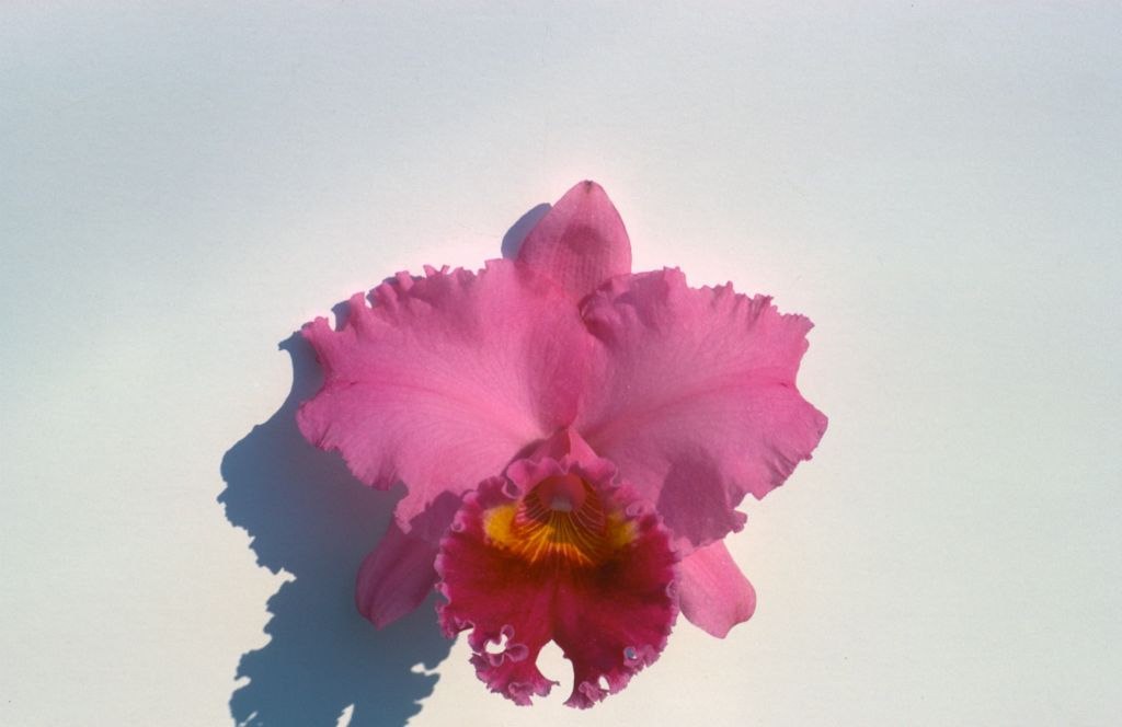 Cattleya Mountcastle, April 1969, roll 196904embossed slde 13