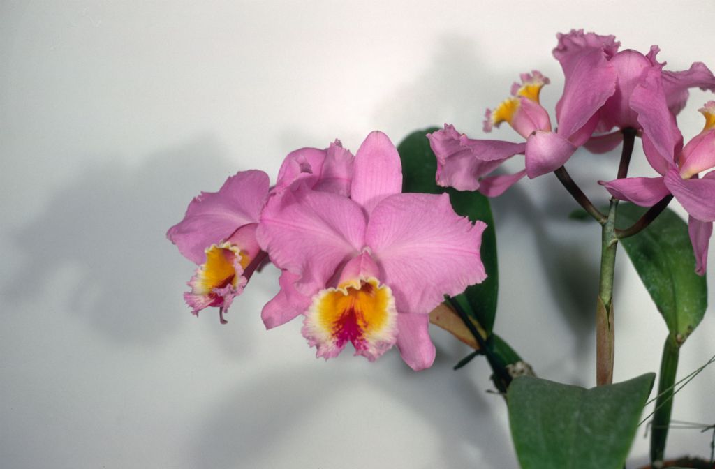 Cattleya Califlora 'Royston' HCC/AOS, May 1969, roll 196905H6red slide 18