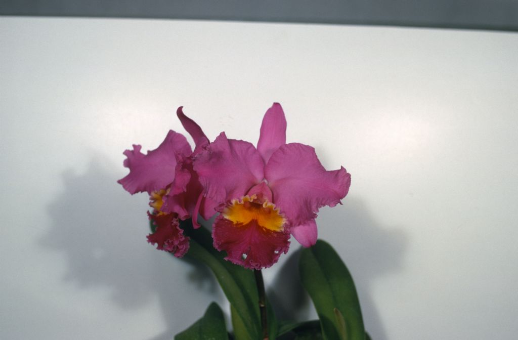 Cattleya J. A. Carbone #493, May 1969, roll 196905H6red slide 28