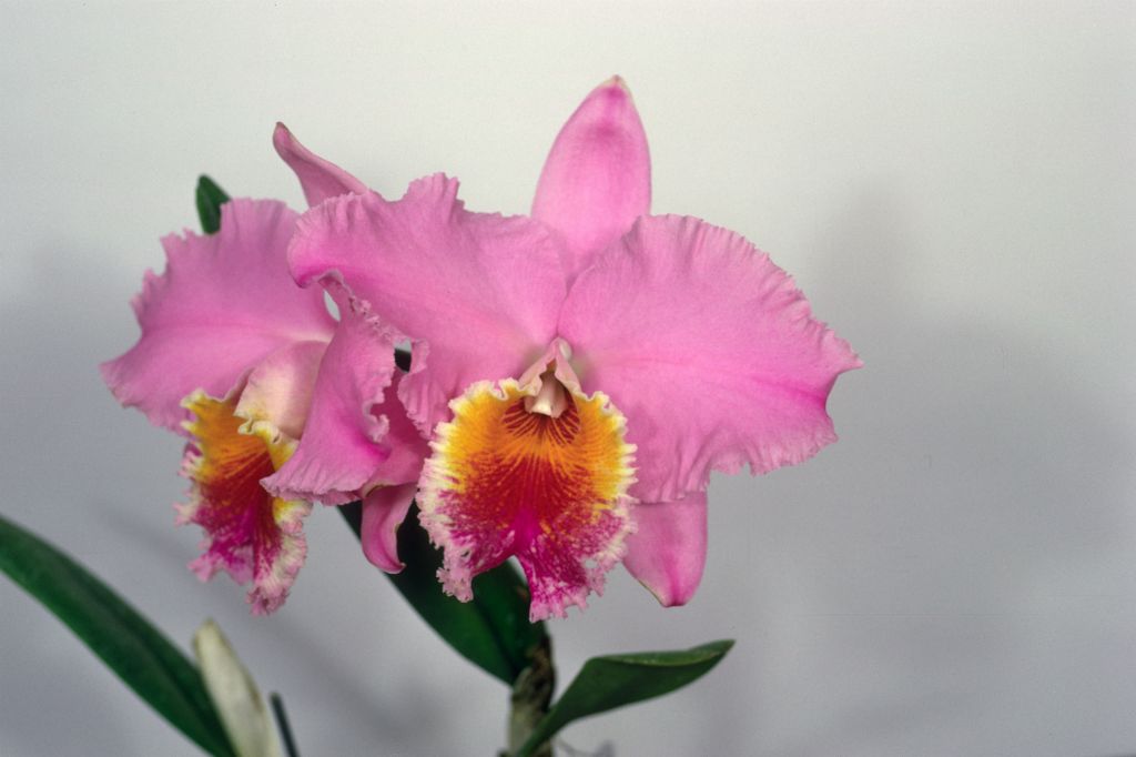 Cattleya Mossy Beauty 'Armacost', May 1969, roll 196905H7 slide 7