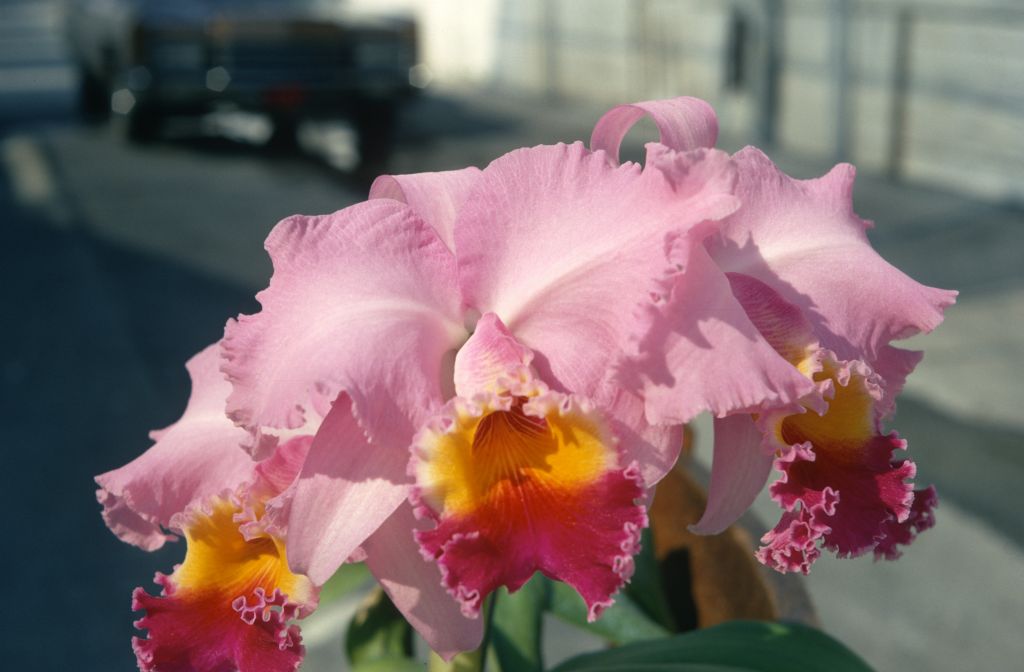Cattleya Prospector, February 1970, roll 197002H6 slide 7