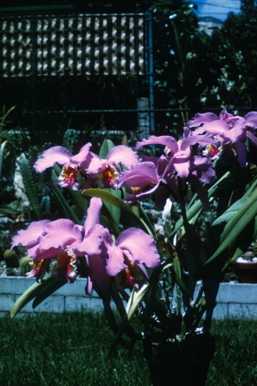 Cattleya mossiae specimen in 6" pot, February 1970, roll 197002P15