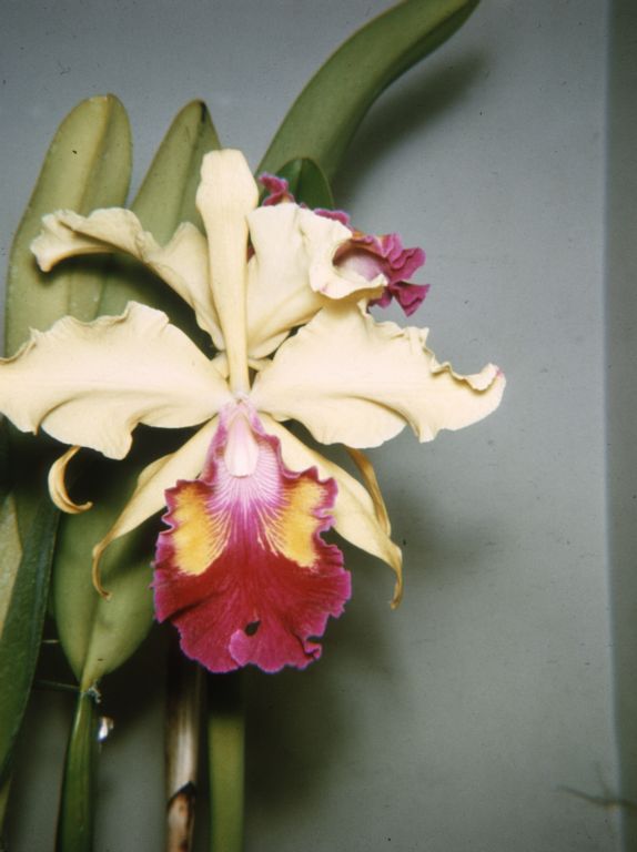 Cattleya dowiana 'Young's', Duplicate Slide 32, made in October 1970, roll 197010P15