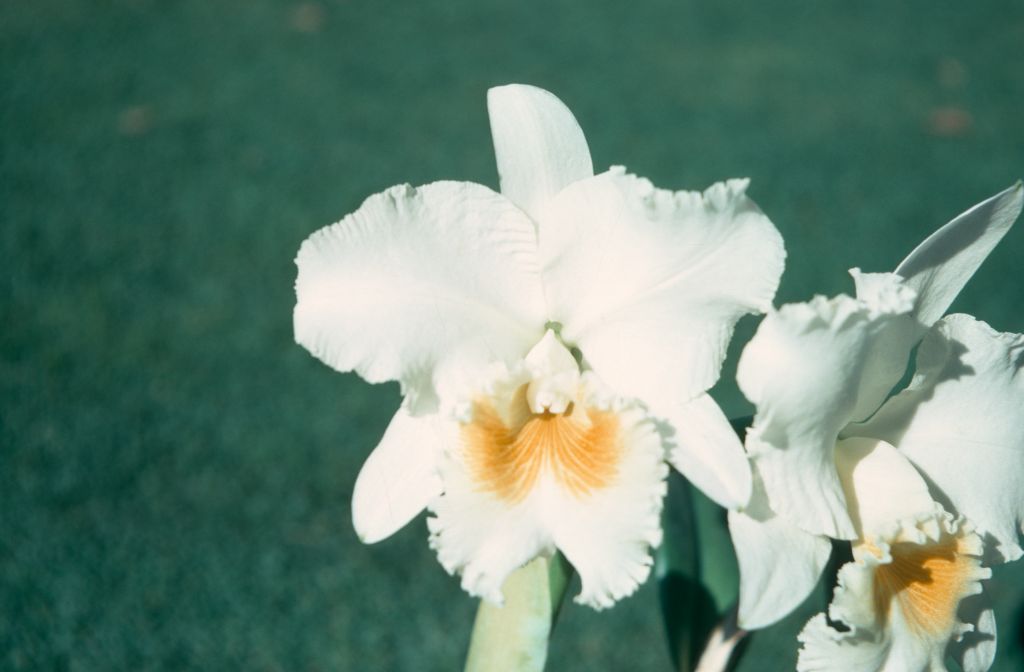 Cattleya Bob Betts '#1', November 1970, roll 197011H4 slide 10