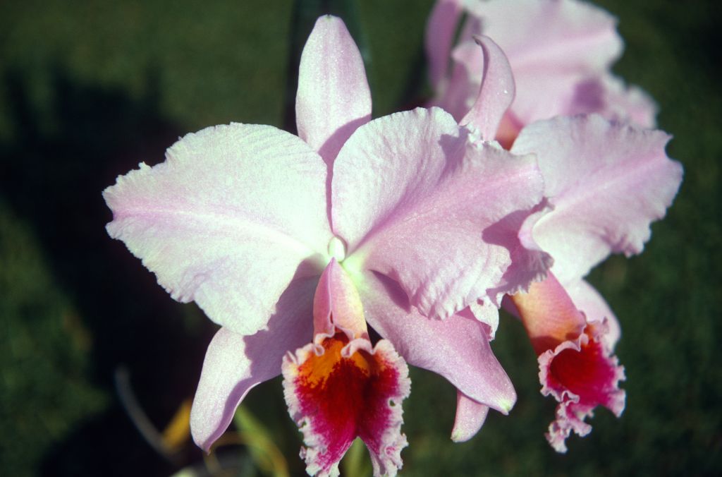 Cattleya percivaliana 'Summit', December 1970, roll 197012H6 slide 14