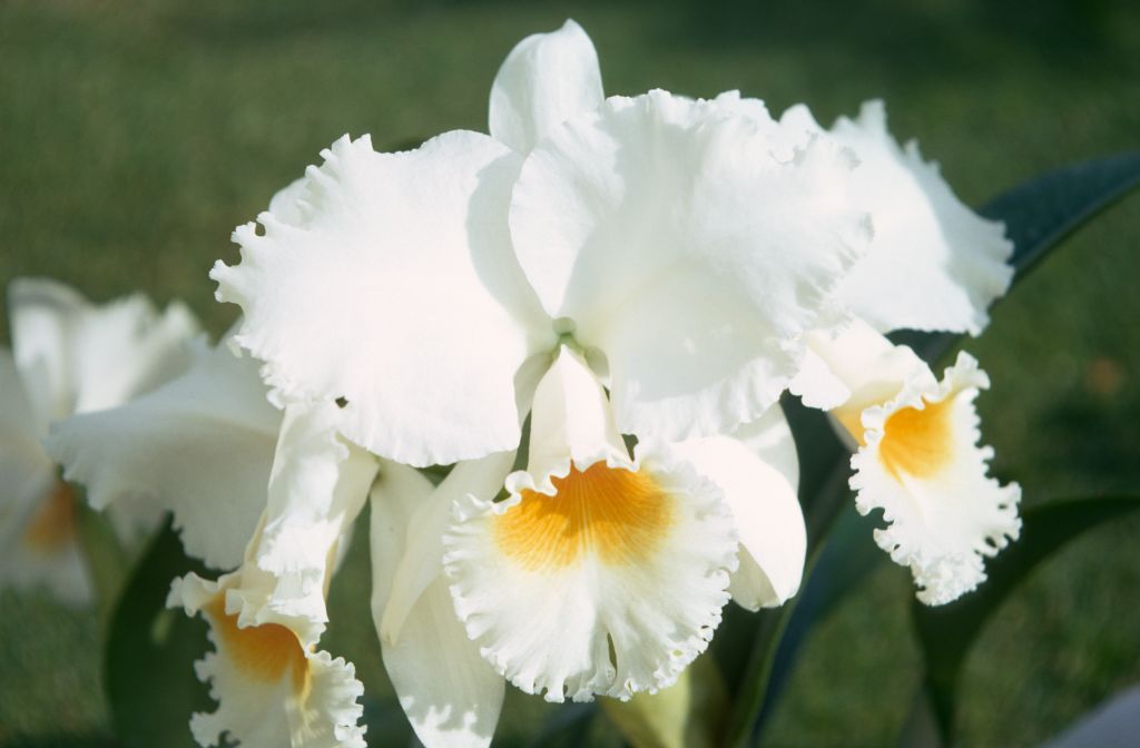 Cattleya Old Whitey 'Christmas Spirit', December 1970, roll 197012H7 slide 13
