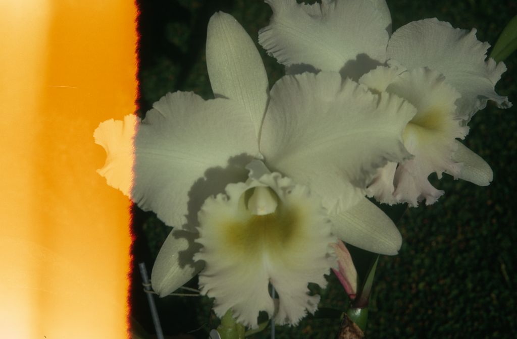 Cattleya hybrid, unknown, [Blc.?] #138 'Blush', February 1971, roll 197102H7 slide 1, compromised image from end of film roll