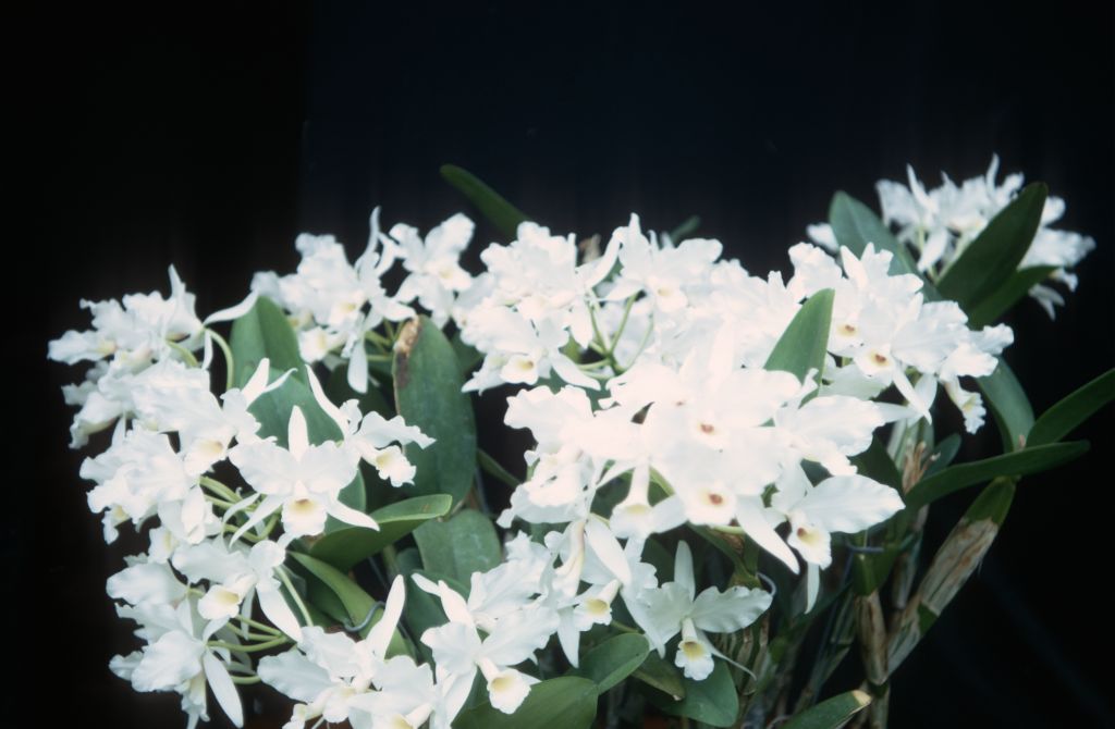 Cattleya skinneri alba, May 1971, roll 197105H7 slide 6