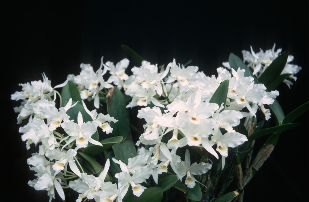 Cattleya skinneri alba, May 1971, roll 197105H7 slide 7