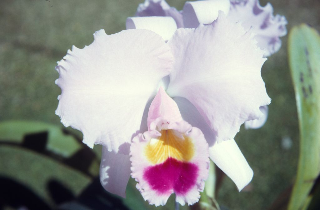 Cattleya trianae 'The President', January 1972, roll 197201H7 slide 10