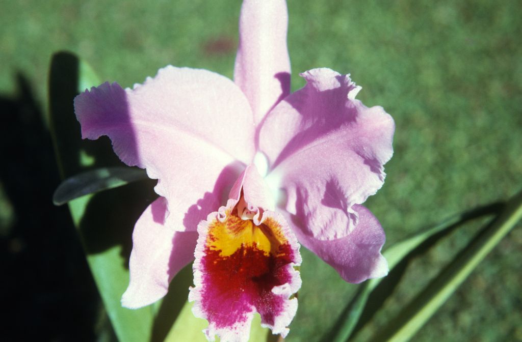 Cattleya percivaliana 'Summit', January 1972, roll 197201H7 slide 4