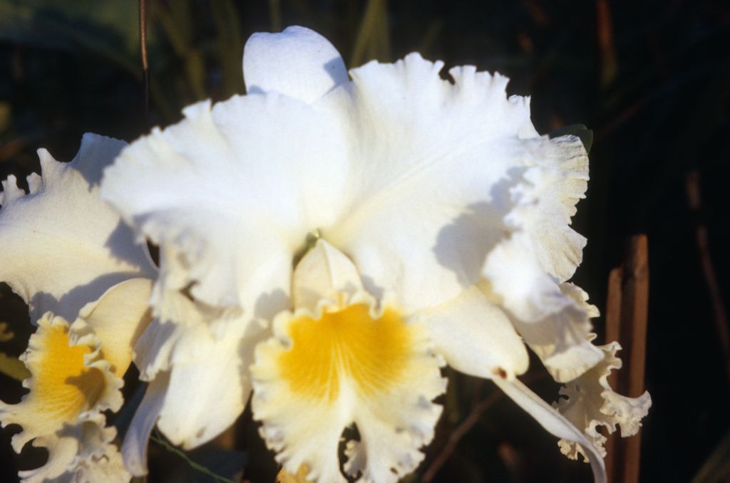 Cattleya Memoria Edward Allen, December 1972, roll 197212H11 slide 13