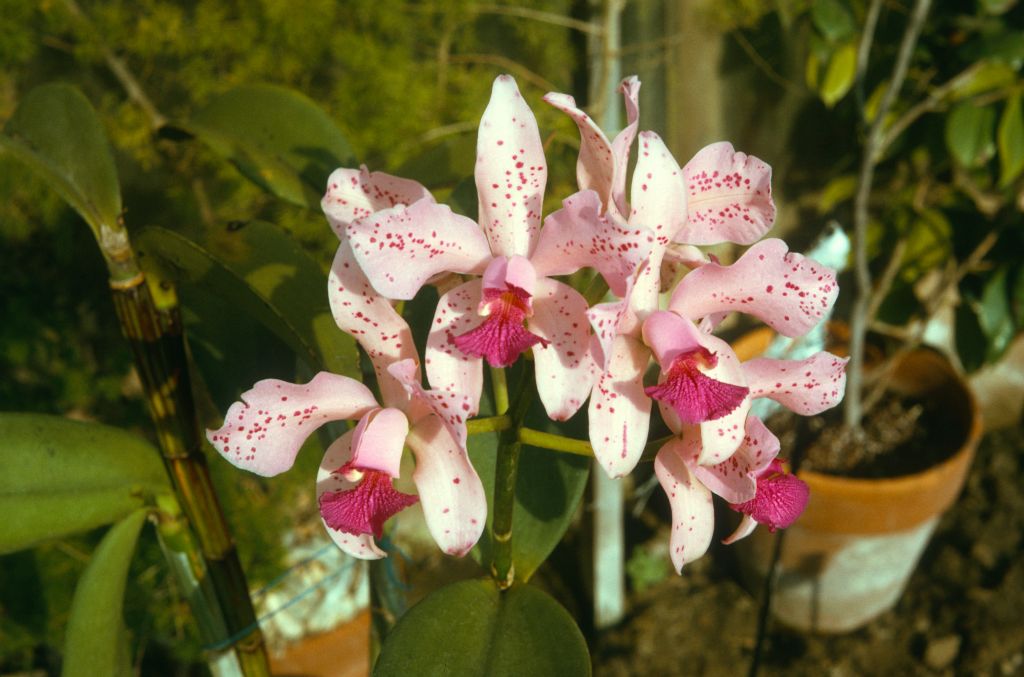 Cattleya amethystoglossa, September 1973, roll 197309H2 slide 1