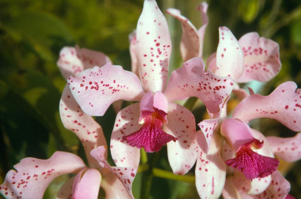 Cattleya amethystoglossa, September 1973, roll 197309H2 slide 2