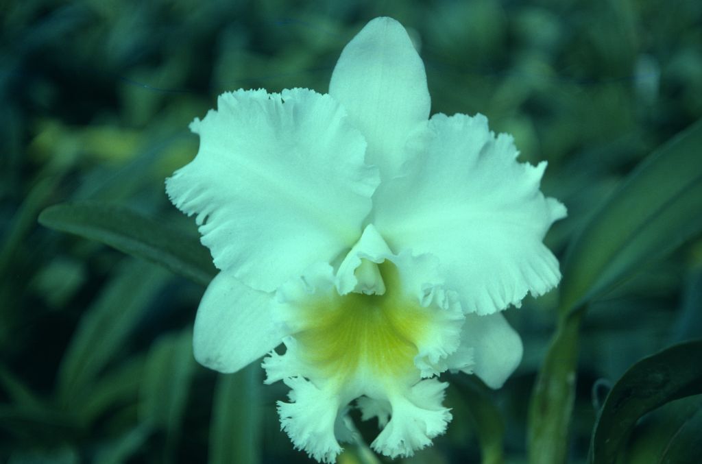 Cattleya Whiporee 'Carimo', September 1976, roll 197609H2 slide 1