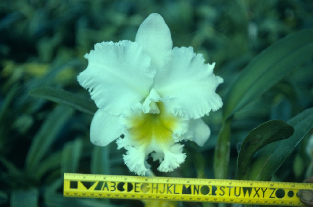 Cattleya Whiporee 'Carimo', flower is 7" across, September 1976, roll 197609H2 slide 2