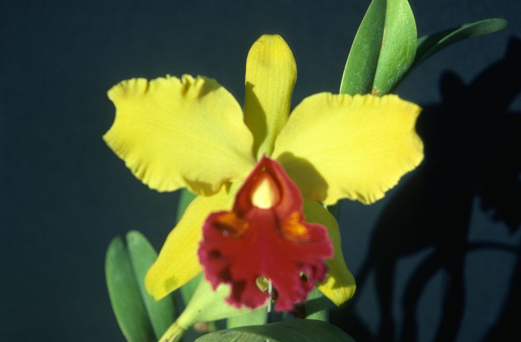 Cattleya hybrid, yellow, unknown (possibly Lc. Amber Glow 'Magnificent', attested in another photo from the Keyes archive), March 1979, roll 197903H6 slide 10