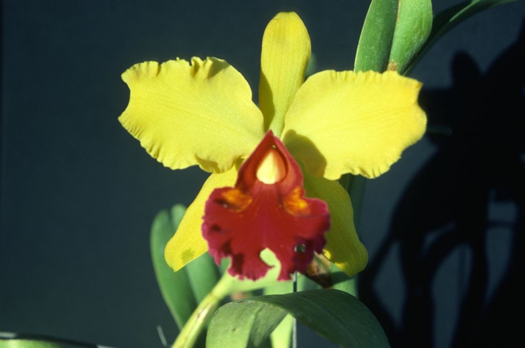 Cattleya hybrid, yellow, unknown (possibly Lc. Amber Glow 'Magnificent', attested in another photo from the Keyes archive), March 1979, roll 197903H6 slide 11