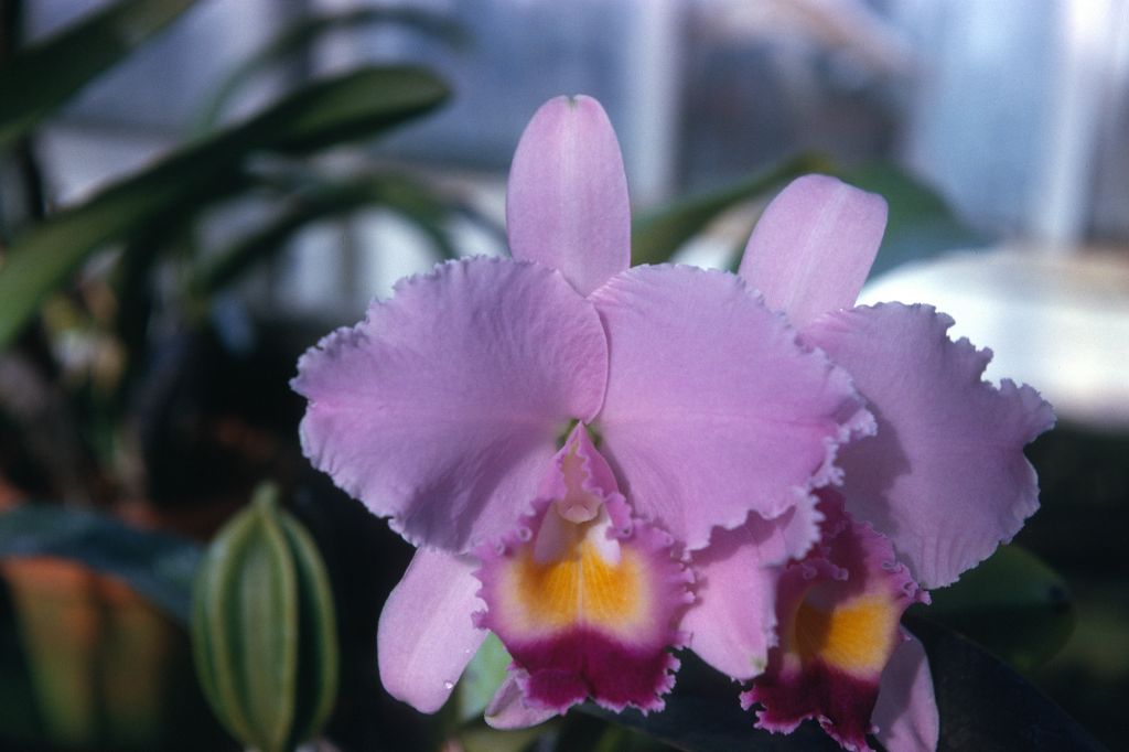 Cattleya trianae 'Blue Bird', no date on slide