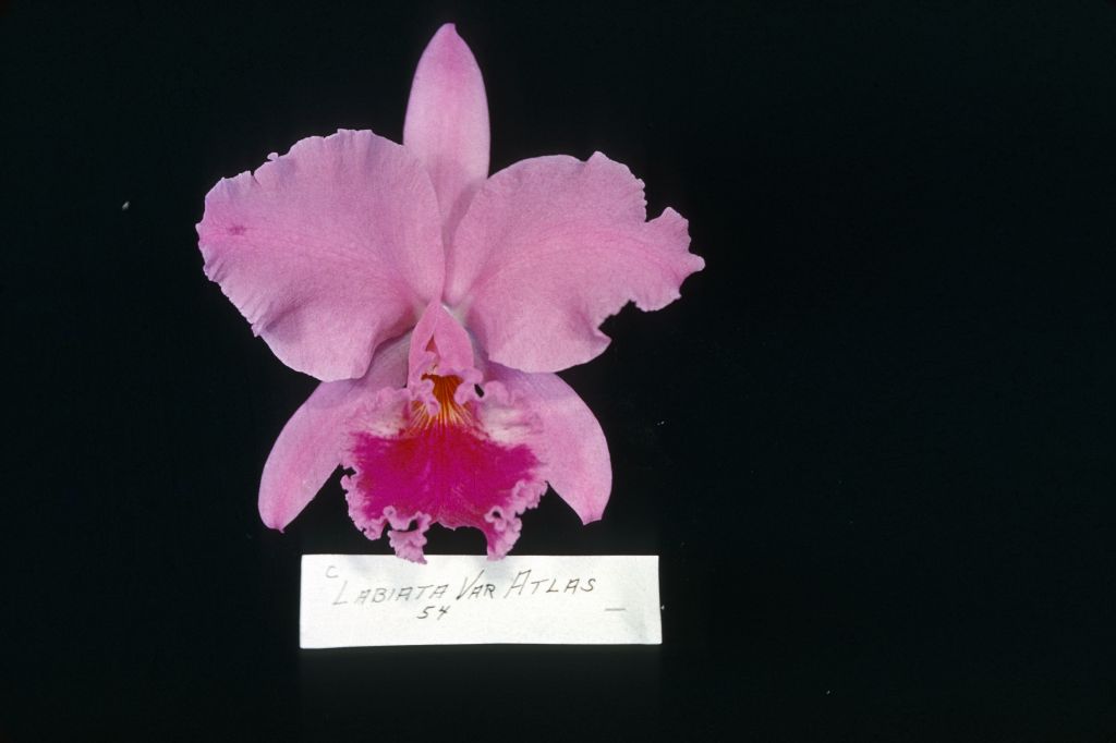 Cattleya labiata 'Atlas', no date on slide