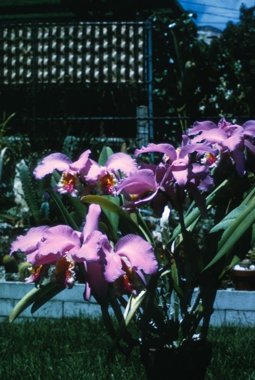 Cattleya mossiae, Program 3 slide 1, duplicate slide made February 1970, roll 197002P15