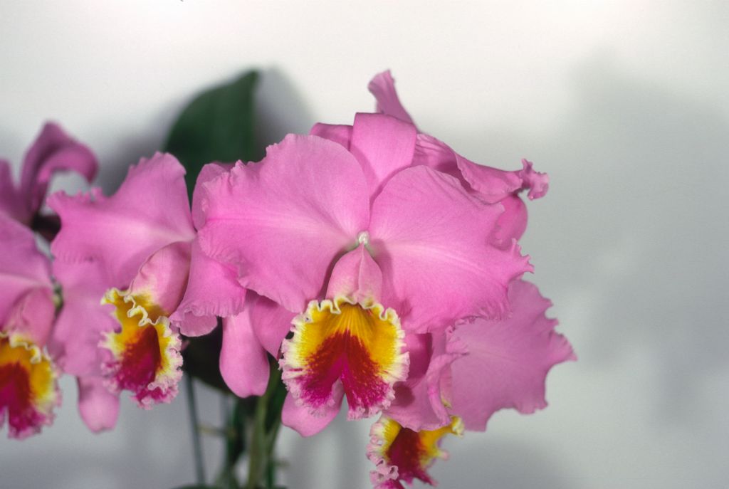 Cattleya Califlora #491, Program 3 slide 3, May 1969, roll 196905H6red slide 13