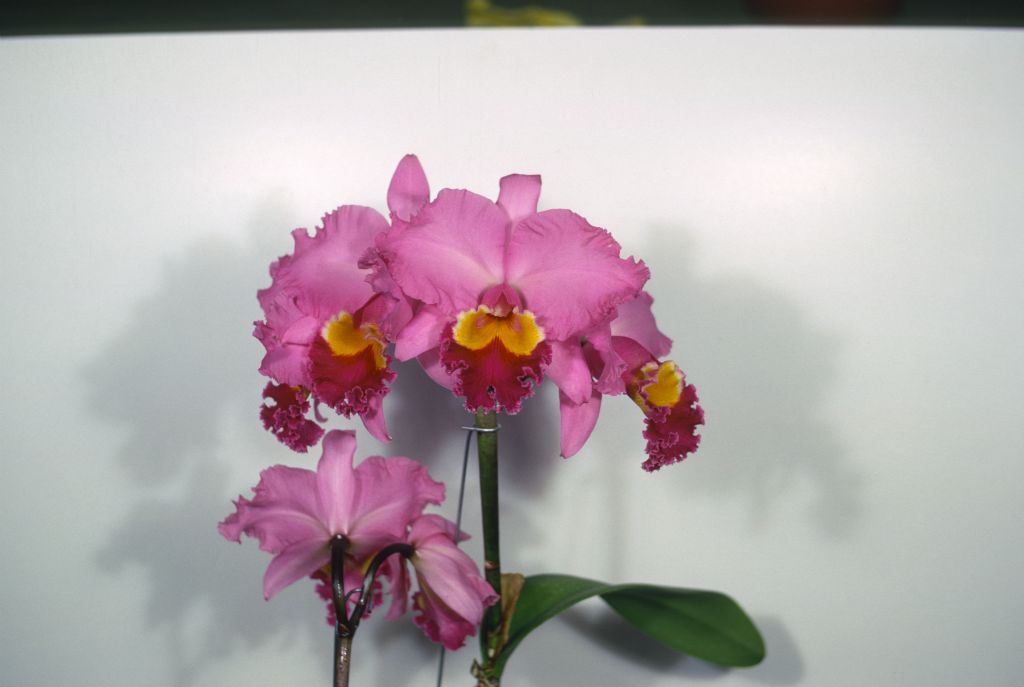 Cattleya J. A. Carbone #492, Program 3 slide 4, May 1969, roll 196905H6red slide 22