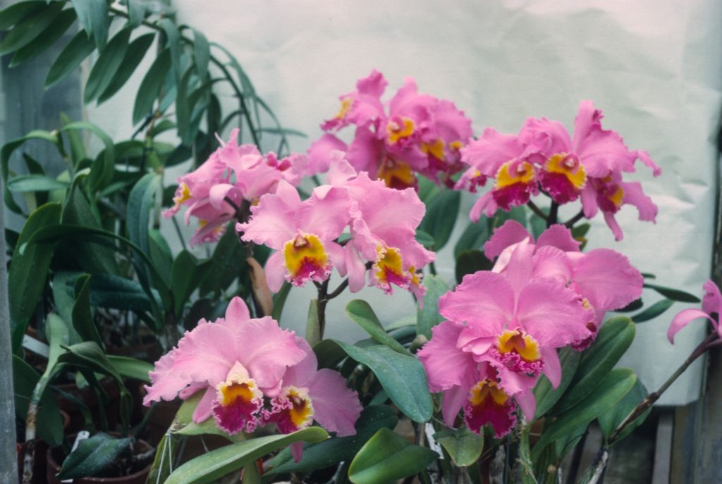 Cattleya J. A. Carbone group, Program 3 slide 5, no date on slide.  Stamped on back, "Armacost & Royston".