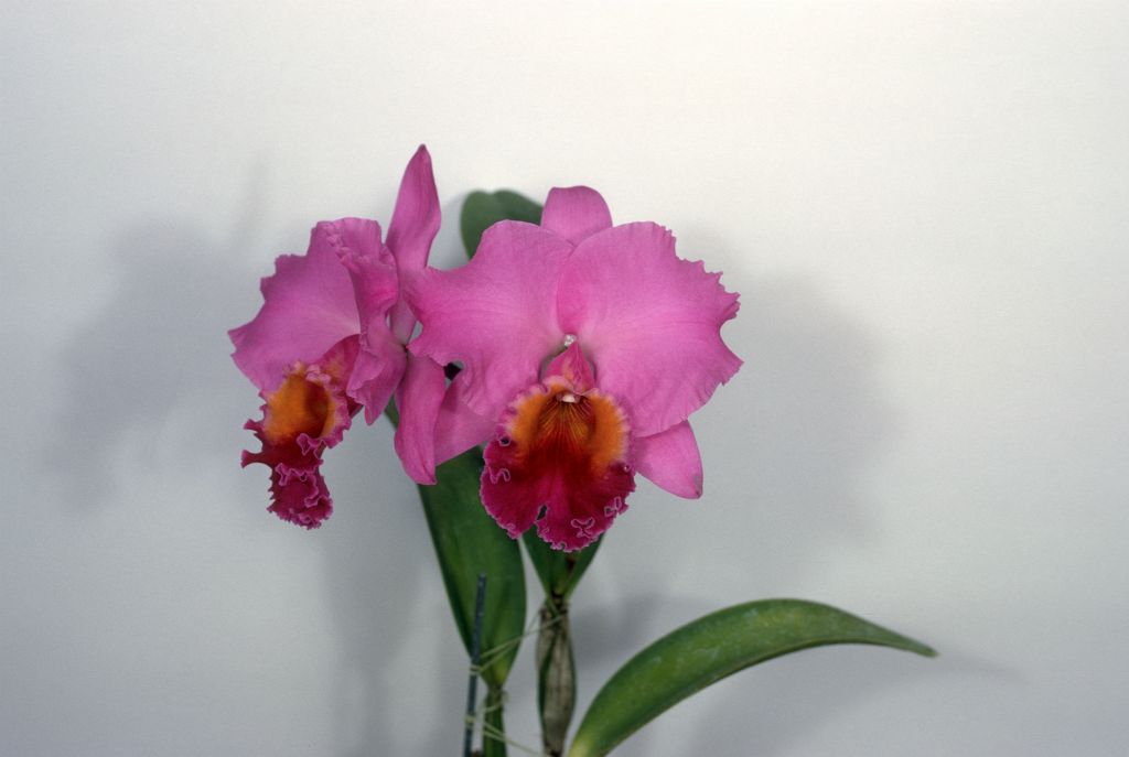 Cattleya Valerie Royston #495, Program 3 slide 7, May 1969, roll 196905H7 slide 18