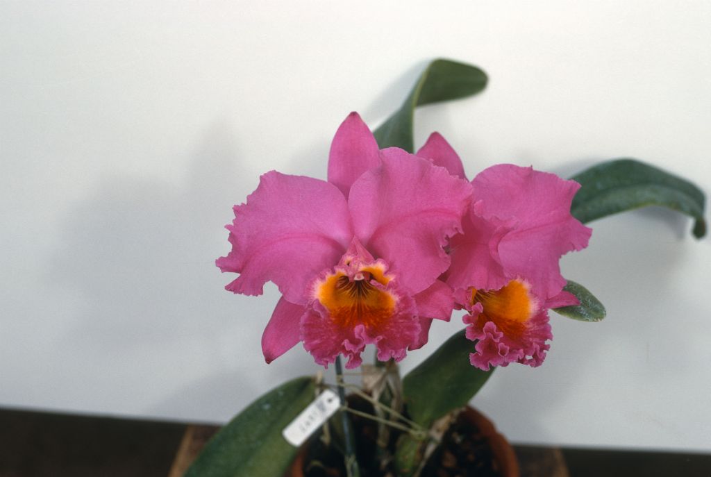 Cattleya Valerie Royston #496, Program 3 slide 8, May 1969, roll 196905H7 slide 23