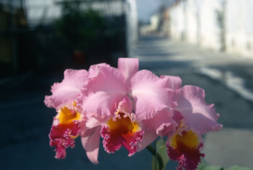 Cattleya Prospector, Program 3 slide 9, February 1970, roll 197002H6 slide 8