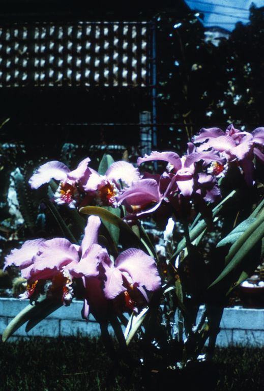 Cattleya mossiae, duplicate slide of Program 3 slide 1, made in January 1971.