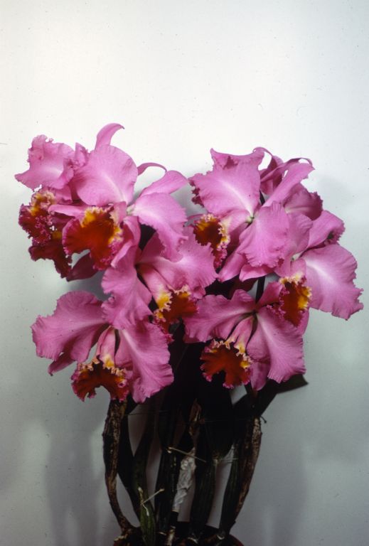 Cattleya Califlora, duplicate slide of Program 3 slide 2, made in January 1971.